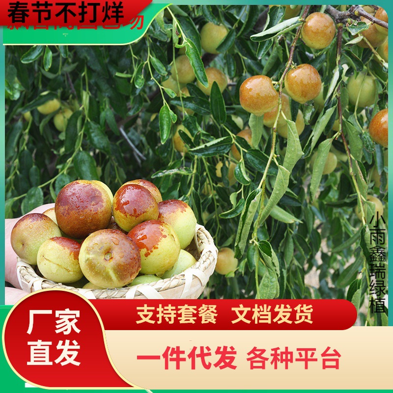 一件代发枣苗枣树苗嫁接果树苗南北方盆栽地栽庭院种植沾化金丝枣