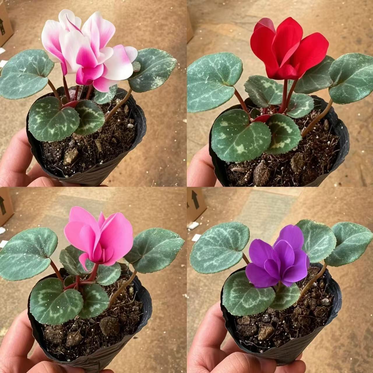 仙客来花苗室内盆栽开花植物四季花卉好养阳台花苗开花观花绿植