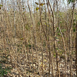 ¶�؈@�����K�� �޽ӹ���ľͥԺ�G���е�����