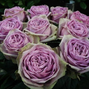 Thousand-Layer Puff Pastry Rose Flower Seedlings, Large Flowers, Fragrant Shrubs, Potted Balcony Courtyard Multi-Headed Rose Flowers