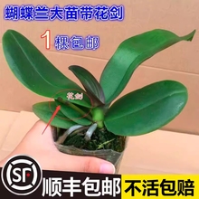 蝴蝶兰盆栽带花剑带花苞花苗兰花大苗客厅室内植物花卉四季好养活