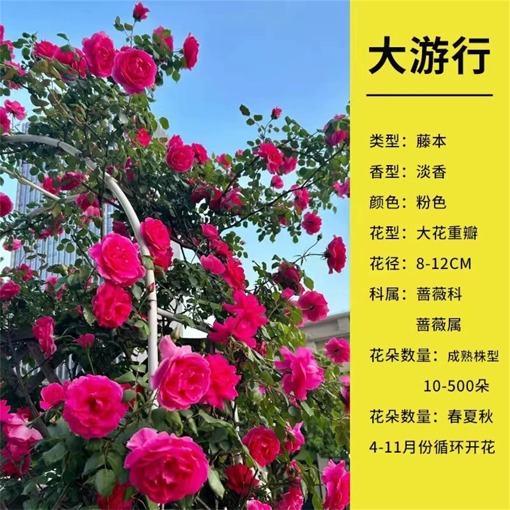 Япония Мэри Роза Цветок Рассада Большой Цветок Ароматное Цветочное Растение Четыре Сезона Балкон Горшок Сад Кустарник Рассада