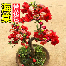 海棠花盆栽树苗盆景重瓣老桩庭院绿植物室内四季花卉开花好养其他