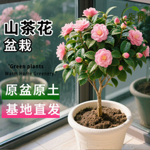 �軨�����ļ��ش�̖����ɽ�軨��������ͥԺ�ͺ�������ɫ�൤ֲ��