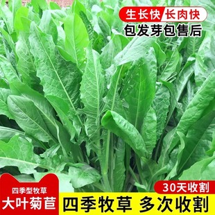 Four Seasons Regeneration Big Leaf Chicory Seed Breeding Four Seasons Forage Grass Seed Chicken Duck Goose Cattle Sheep Pig Grass High Yield Seed Seed