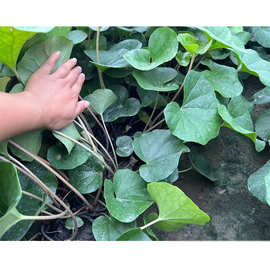 大吴风草杯苗 八角乌 金钵盂 独角莲  大马蹄香 大马蹄 绿化苗木