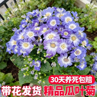 ���~�����Ԏ������̨����ֲ��ջ��ͺ��������҃ȾGֲ�����L���