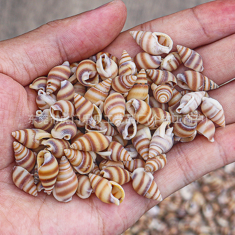 Concha Daquan natural con cera de pescado, materiales decorativos mediterráneos DIY al por mayor