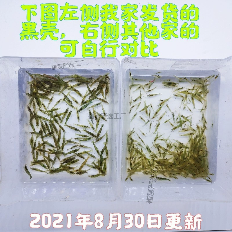 Черные креветки, креветки для удаления водорослей, свежие декоративные креветки, чистящие креветки, пресноводные креветки, креветки с вишневым цветом, живые креветки, креветки холодной воды