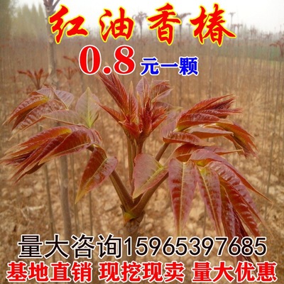 红油香椿苗 绿油香椿树苗 盆栽地栽大棚种植香椿芽苗南方北方种植|ms