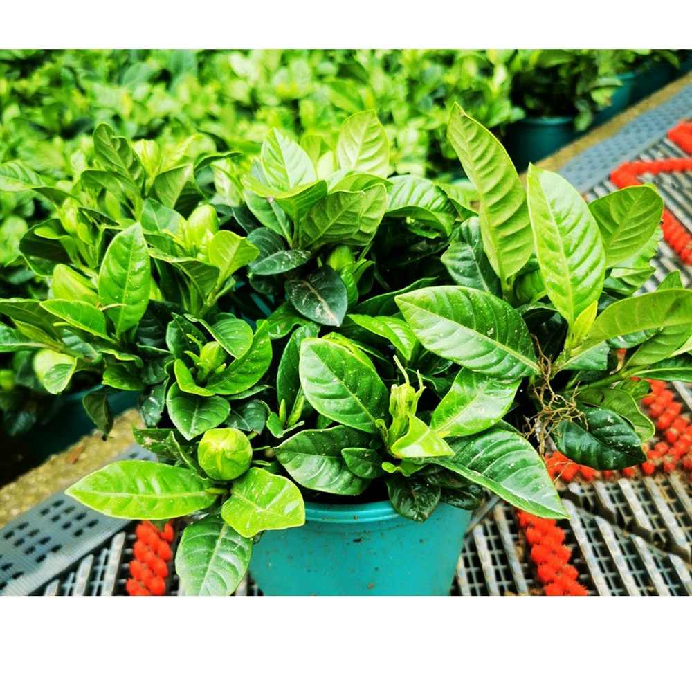 Фермеры напрямую поставляют саженцы гардении в горшках Чистая красная гардения с большими листьями саженцы гардении