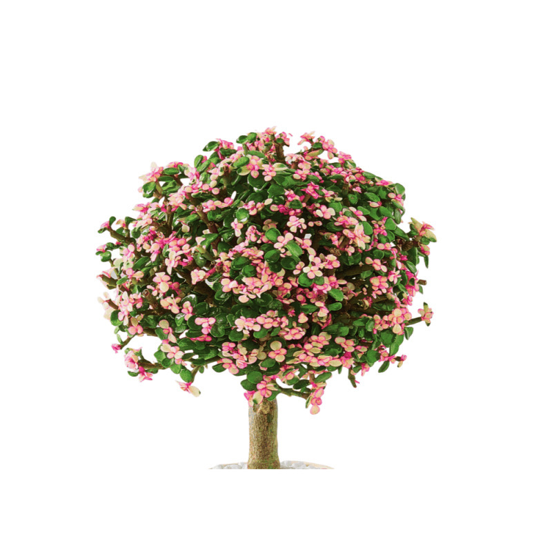 ● ● 황금가지와 옥잎 + 간이 플라스틱 대야 (평평한 쓰레기봉투 무료) ● ●