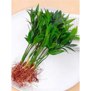 Hydroponic New Favorite Bamboo and Cypress Potted Mosquito-Repellent Bamboo, Fortune Bamboo, Water-Grown Plants for Indoor Living Room, Green Plants and Flowers, Evergreen All Year Round