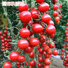 ٲСѷNӷN}ŮtNļ߲˷NӷѷN