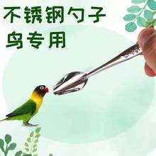 不锈钢鹦鹉奶粉勺喂食鹦鹉喂奶勺喂鸟工具幼鸟喂奶勺子