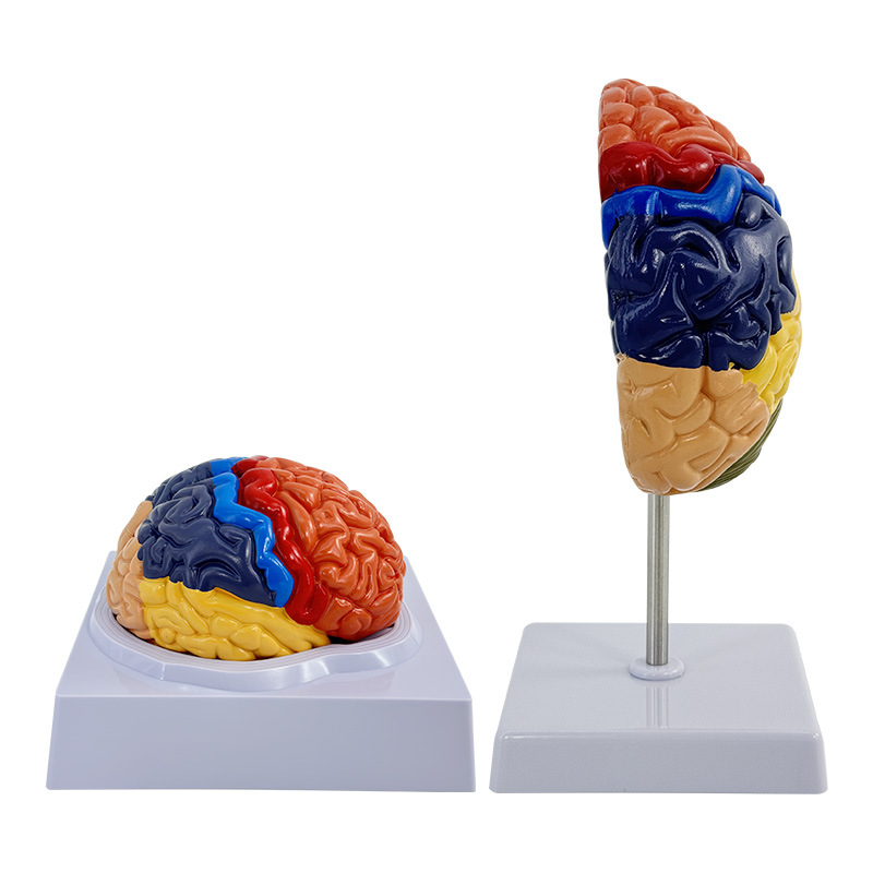 Docencia Simulación Modelo cerebral Partición cerebral Partición funcional Muestras de corteza cerebral Modelo cerebral Color Corteza cerebral Material didáctico