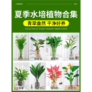 �ļ�ˮ��ֲ���҃Ⱥ��Bˮ�B����Gֲ�����ļ������׻�ܿ͏d�̨