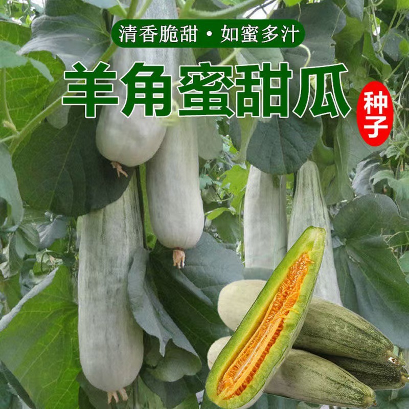 正宗羊角蜜甜瓜种子羊角脆甜瓜种籽香瓜薄皮脆甜春季四季水果种孑