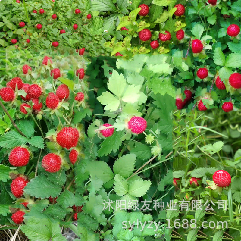 野草莓种子 蛇莓 草莓