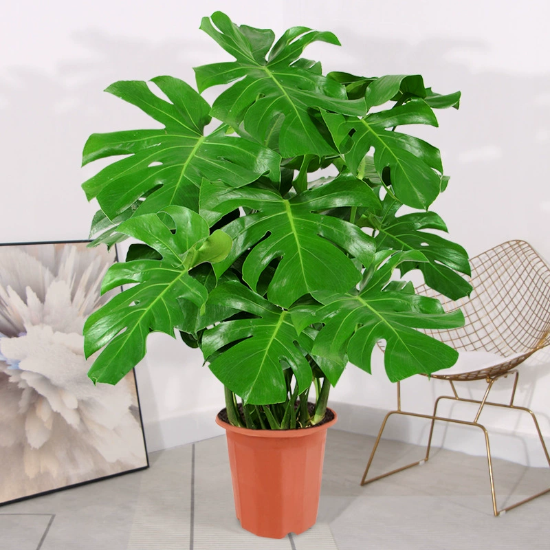 Бамбуса растение в помещении большой горшок Гидропоника может очистить воздух всесезонные вечнозеленые листья зеленые растения столешница маленький бонсай