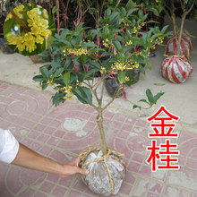 地栽大型四季桂花树苗庭院浓香花卉常青植物盆景金桂丹桂室内盆栽