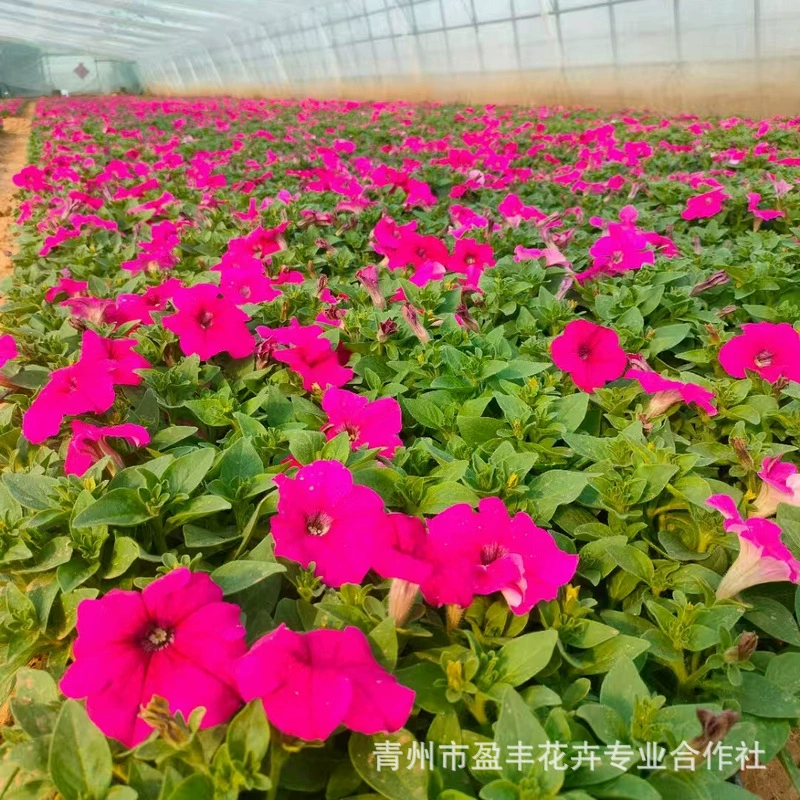 Многоцветное утреннее блаженство, садовое растение в горшке, подвесной цветок петунии с бутоном растения-саженца, уличная петуния.