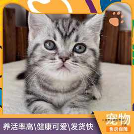 纯种美短虎斑猫家养加标斑可爱型美短猫布偶猫小猫咪活体猫价格