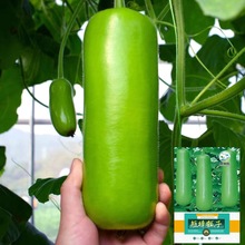 ������ϷN�Ӷ��ѹϷN������ӹϲ˺��J�̰��r���̨�ļ��߲˷N