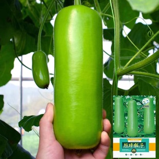 ������ϷN�Ӷ��ѹϷN������ӹϲ˺��J�̰��r���̨�ļ��߲˷N