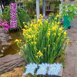 Iris Yellow Calamus Blue Flower Iris Flat Bamboo Root Malanhua Courtyard House Garden Aquatic Florals Perennial Plants