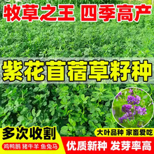 紫花苜蓿草籽种多年生牧草种子四季可播喂羊牛鸡鸭鹅草鱼饲料草籽