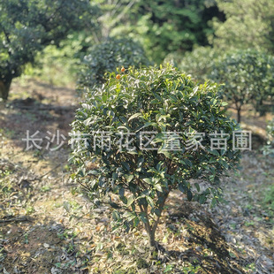 1.2�׵Ĵ�Ƥ��ۘ� ��������٘� ������l؛