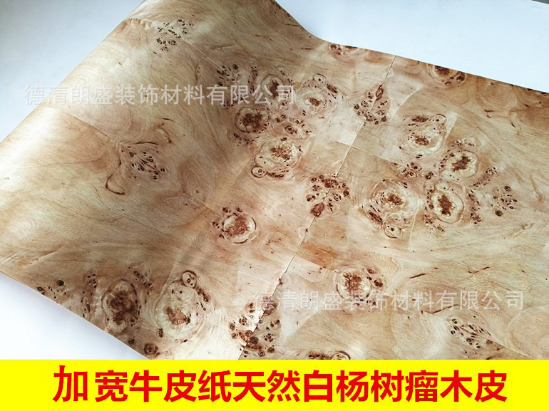 牛皮纸底白杨树瘤