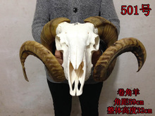 0B32批发西藏天然纯真羊头骨标本羊头装饰摆件手工壁挂特色手工艺