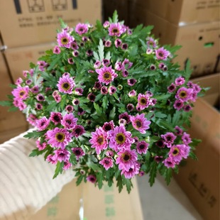 ���m�ջ����Ի���ֱ�N���_�lƱ�����^�p�����҃������B���m�ջ���