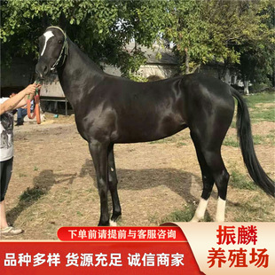 �T���RƷ�N ���I�T���R ����ɢ�B�������R �Rƥ��B�l��