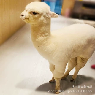 宠物羊驼活体幼崽 成年观赏羊驼活体 景区租赁小羊驼白色羊驼幼仔