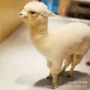 观赏租赁活体景区羊驼