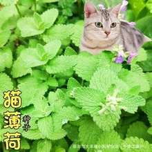 猫薄荷种子种籽春季夏季秋季四季阳台盆栽香草食用猫薄荷草种孑