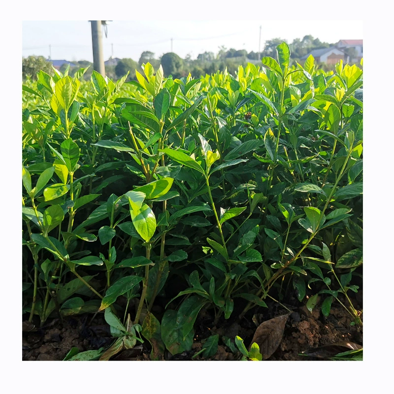 Гардения крупнолистная, рассада гардении крупнолистной, для двора, ландшафтный дизайн, собственное производство и продажа, оптом, отличная цена, цветы гардении