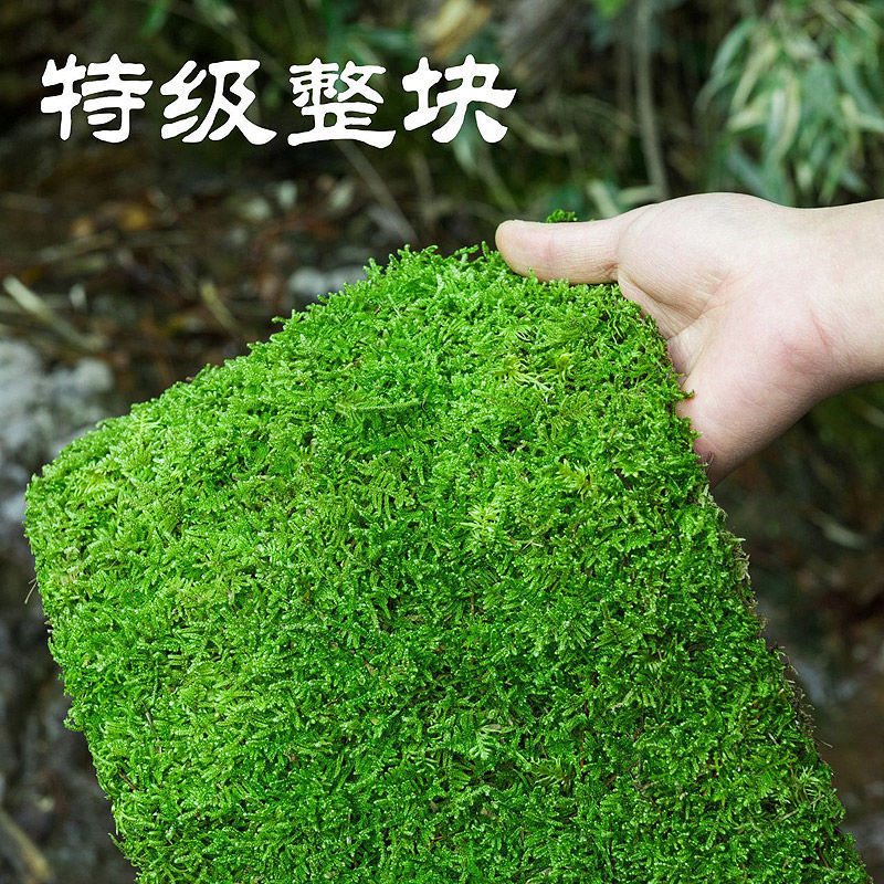 特价鲜活苔藓微景观盆景铺面庭院装饰青苔植物雨林水陆缸造景材料