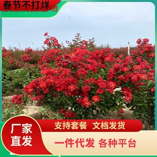 һ�����l�M�������t�����ޱ�����簫���辰ͥԺֲ���ļ��_���Z�q