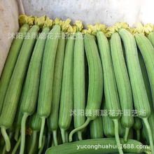 ���羳��؛���z�ϷN�� ��ǽz�� �ٹϲ˹���ǽz���ѿ�ϴˢ���߲�