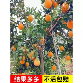 一件代发赣南脐橙苗嫁接脐橙树苗红心橙子树苗当年结果南北方种植