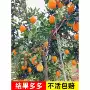 赣南嫁接种植脐橙脐橙苗