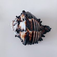 ��̖�ڹ���15cm��Ȼ���ݔ[���˱��쾰�bľ�з��Q�� �ڹǴ���