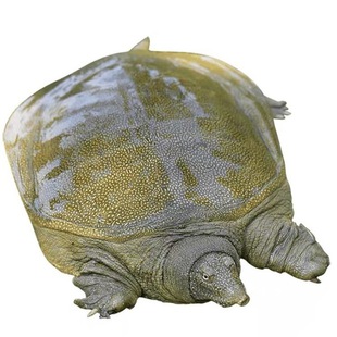 Черепаха Внешнее пруд Тан Танга Черепаха Свежая живая саженцы вода рыба Тур рыба Оптовая дафиша