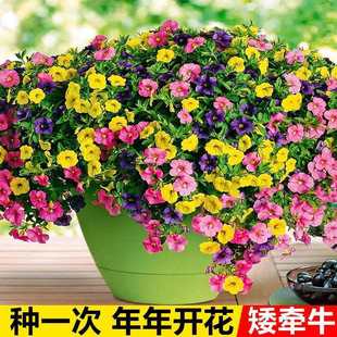 �羳���l����ţ��ͥԺ������������ֲ���ļ����N�_�����N�^���