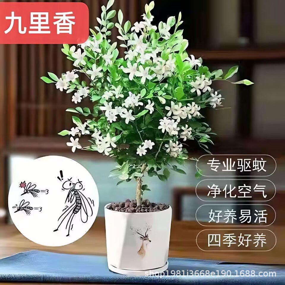正宗九里香花卉盆栽四季开花苗浓香型客厅阳台绿植物室内耐寒好养