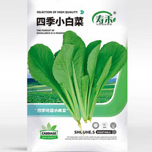 四季播上海雞毛菜種子種籽小白菜青菜油菜陽台菜籽盆栽蔬菜孑籽種